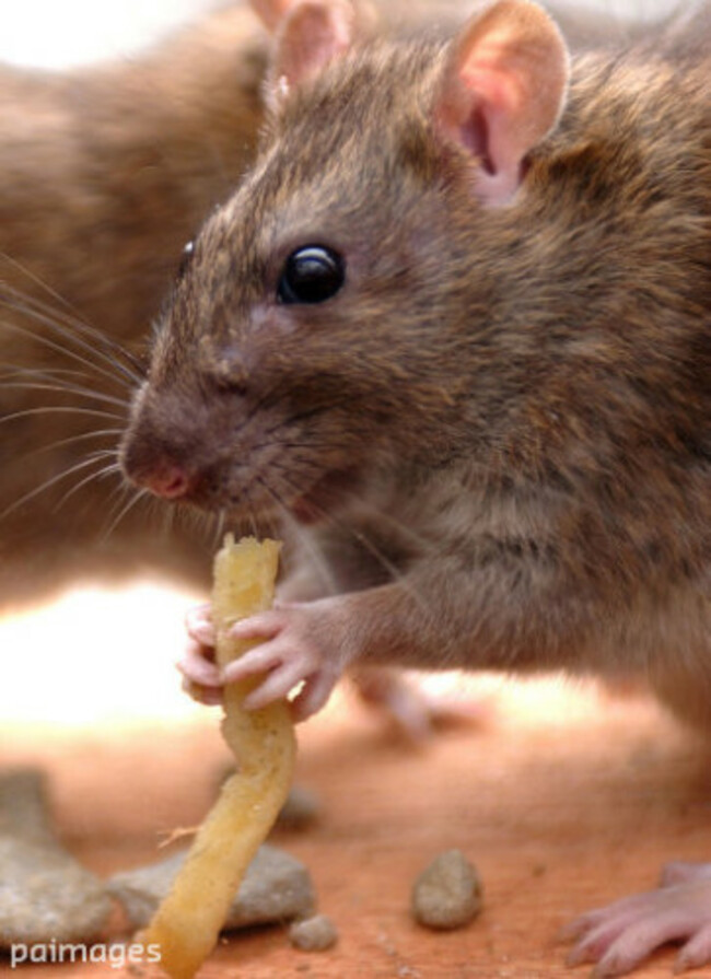 Vermin in rented homes