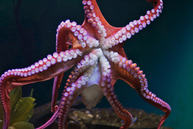 Giant Pacific Octopus Being Playful