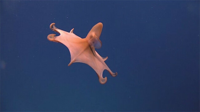 Dumbo Octopus