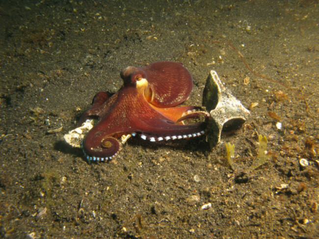 Coconut Octopus