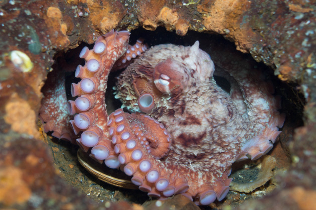 Giant pacific octopus. Three Tree Point, Burien, WA.