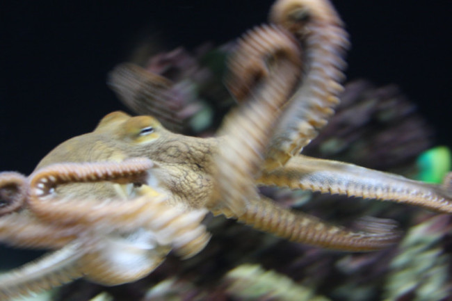 day octopus (octopus cyanea), waikiki aquarium