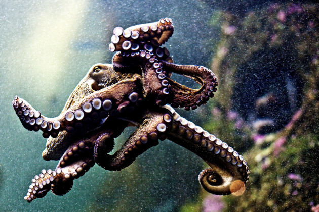 Polbo / Octopus