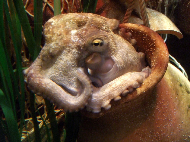 Sea Life Octopus