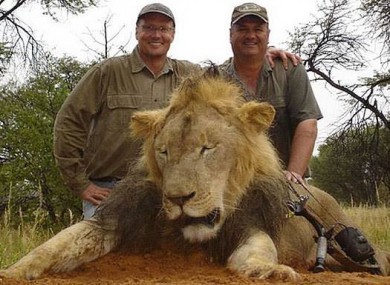 lion killer