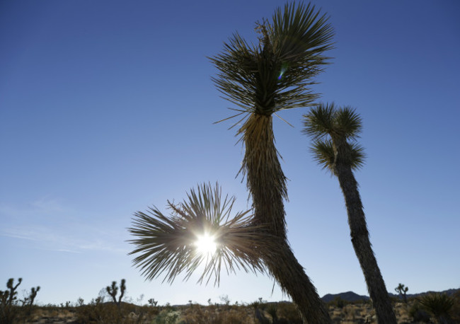 Joshua Tree National Park