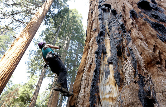 California Drought Giant Sequoias