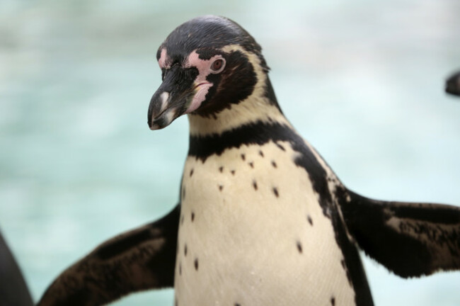 London Zoo - Stock