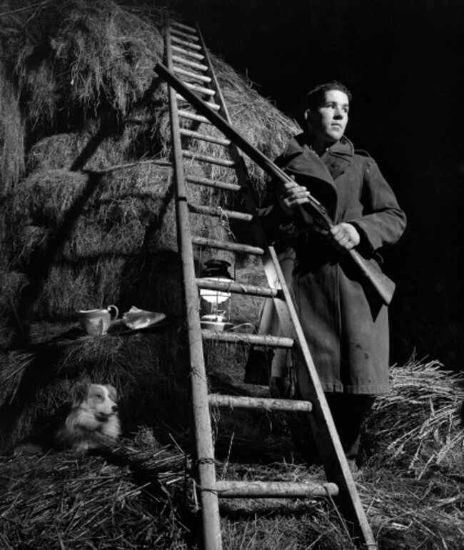 News - Farmer Guards Flock of Christmas Turkeys - 1953