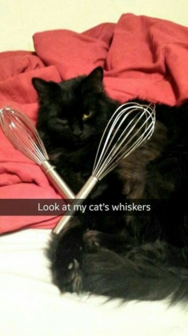 catswhiskers