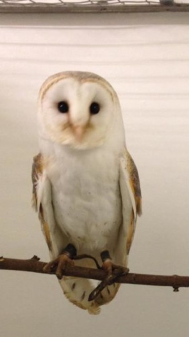 barn owls Lurgan 745 211115 - 1