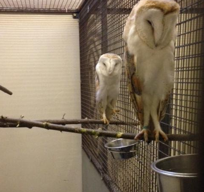 owls - 1