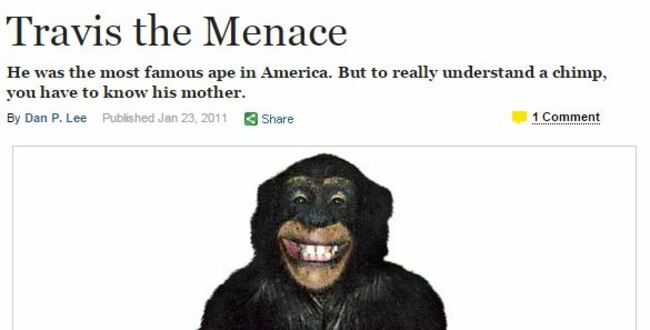 ny mag chimp