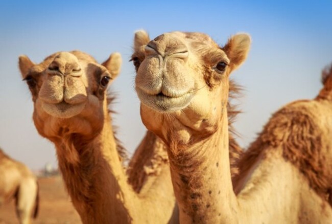 camels