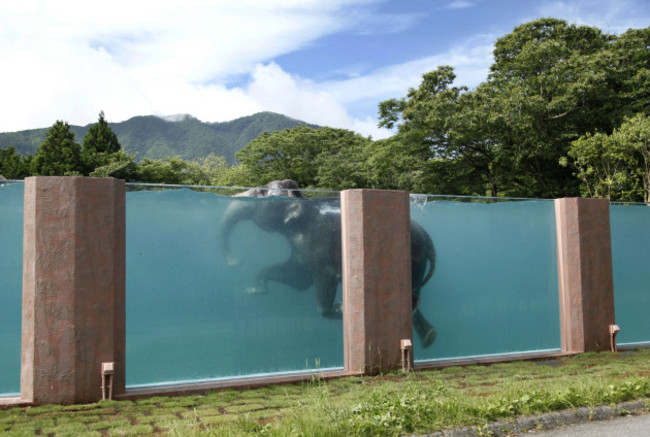 AP10ThingsToSee Elephant Pool