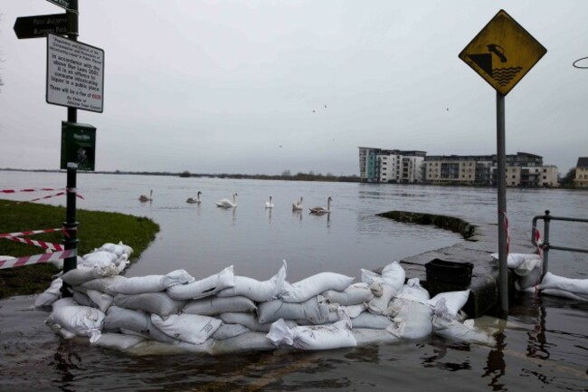 13/12/2015. Floods Athlone. Swans glide by a sandb