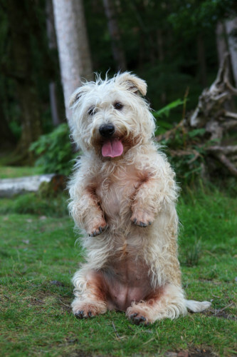 irish breed of terrier