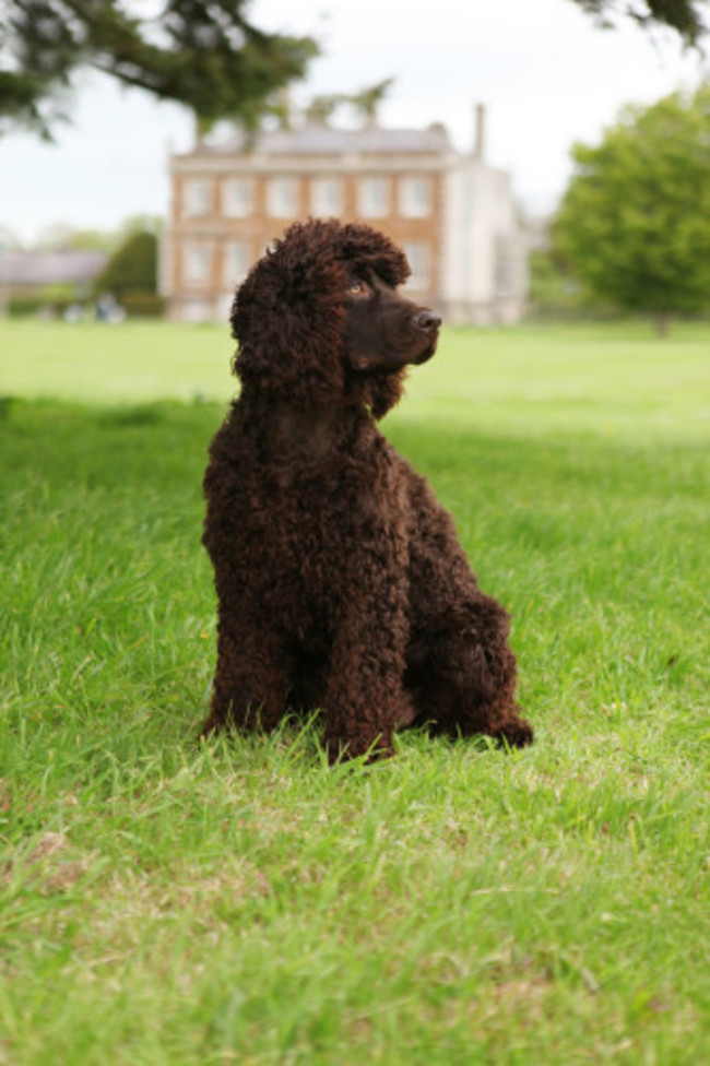 Irish Water Spaniel