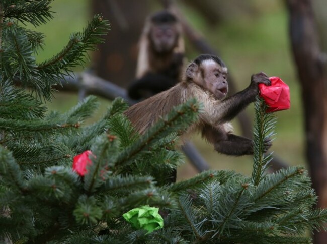 Monkeys at Edinburgh Zoo