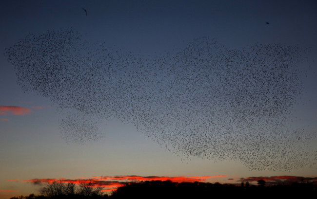 Starling murmuration