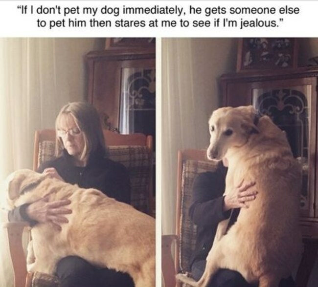 if-i-dont-pet-my-dog