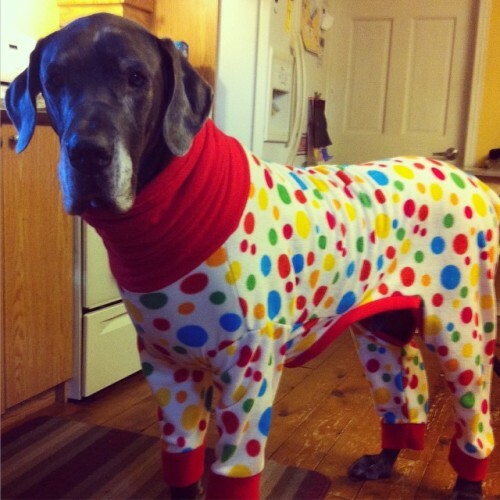 Mom came home from work today and said she had a surprise for me. I was like Woohoo some treats and then she put these on me. Trick or treat??? I could be the new mascot for Wonder Bread