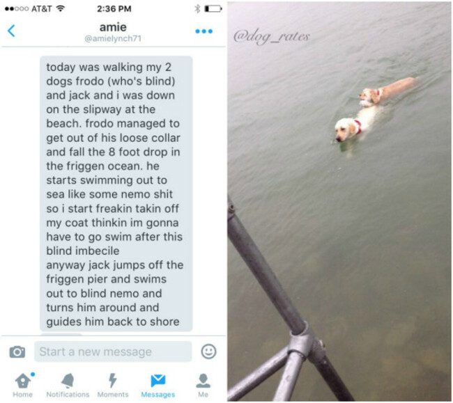 ratedogs