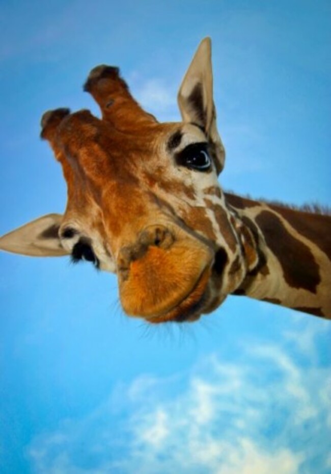 giraffe