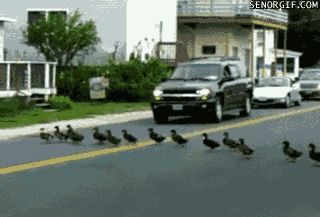 ducks-crossing-the-road
