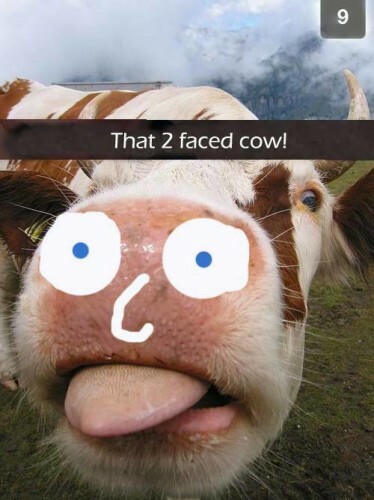 cow