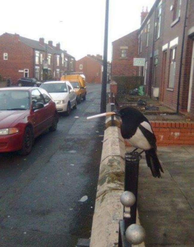 magpie