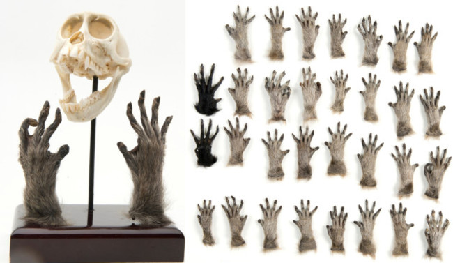 monkeyhands
