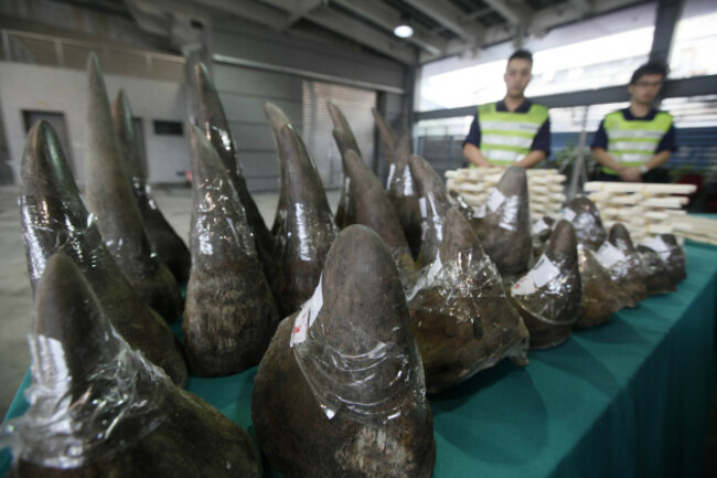 Vietnam Rhino Obsession