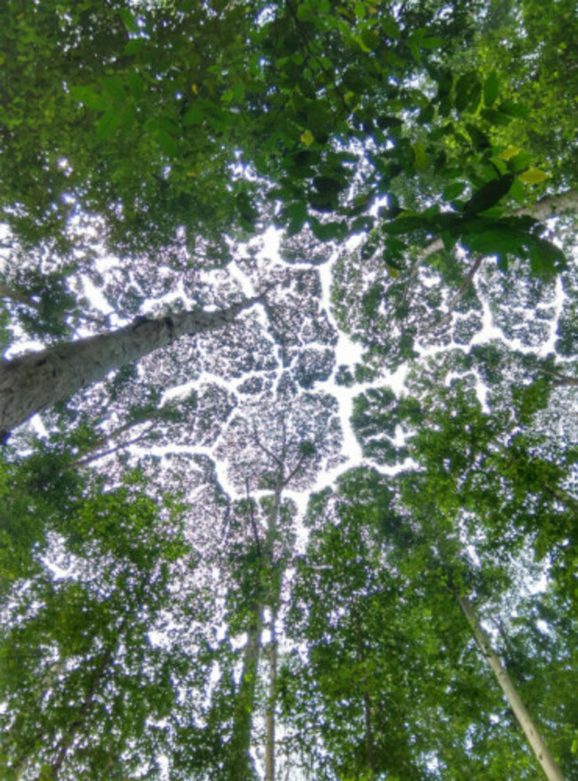 treeform