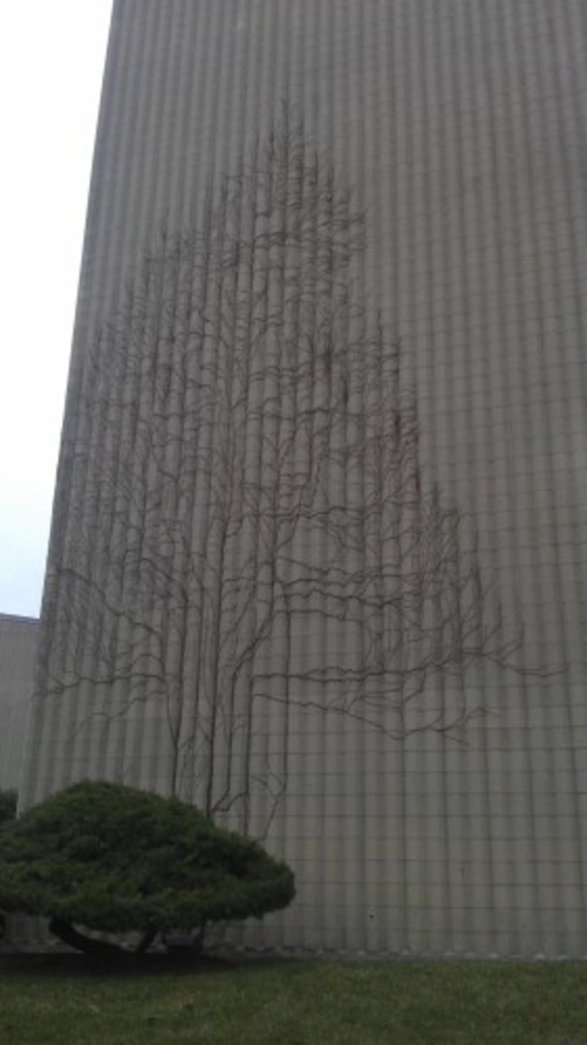 The ivy growth on the side of this building looks like a tree.