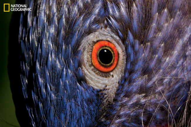 evolution_of_eyes_ngm_022016_MM8355_010