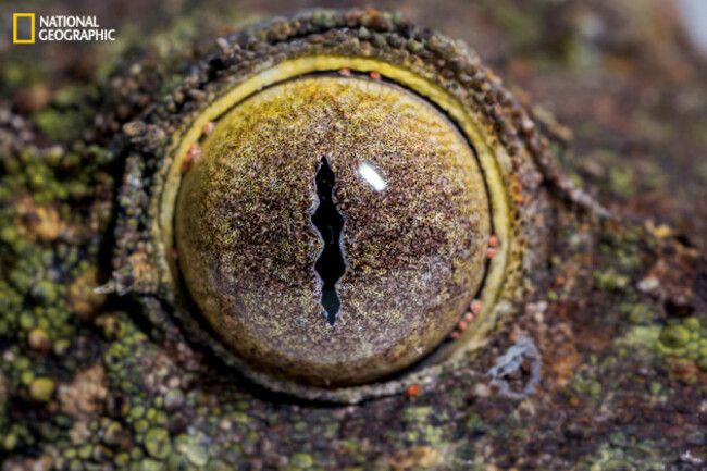 evolution_of_eyes_ngm_022016_MM8355_014