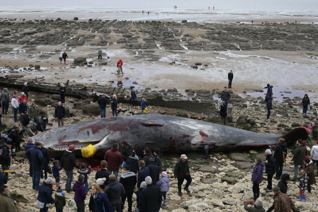 50ft sperm whale beached in Norfolk