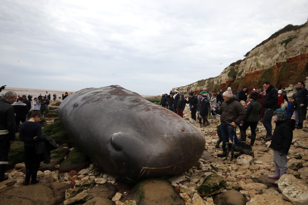 50ft sperm whale beached in Norfolk