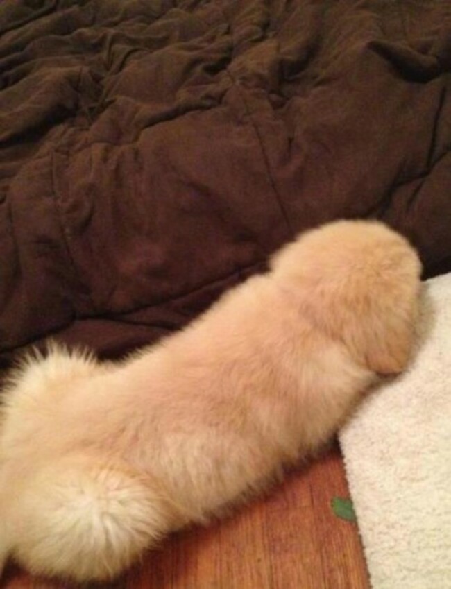 Get your mind out of the gutter, internet. It's a puppy.