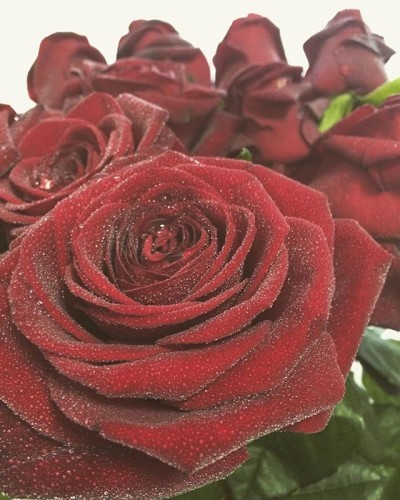 #rose