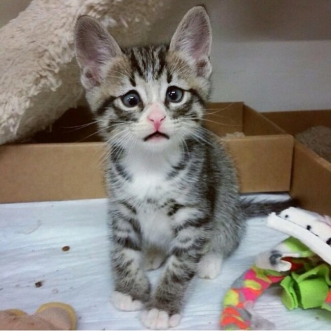 My story starts in sunny San Diego, California. At 5 weeks old I was brought to the San Diego Humane Society Kitten Nursery by a Good Samaritan with my 4 siblings. My mom was working there and fell in love with my charm, spunky attitude and obviously... my silly eyes! #rescue #rescuekitten #kitten #kittensofinstagram #adoptdontshop #crosseyedkitten #crosseyed #crosseyedcat #tabby #tabbykitten #tabbycatsofinstagram