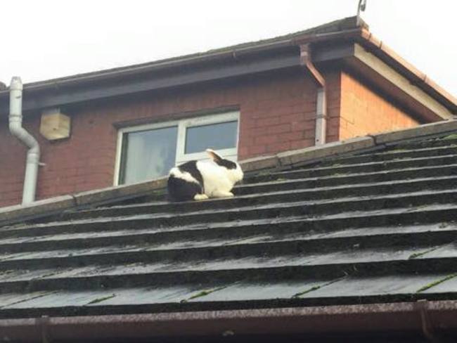 12631521_1064650123598084_719726043511080538_n