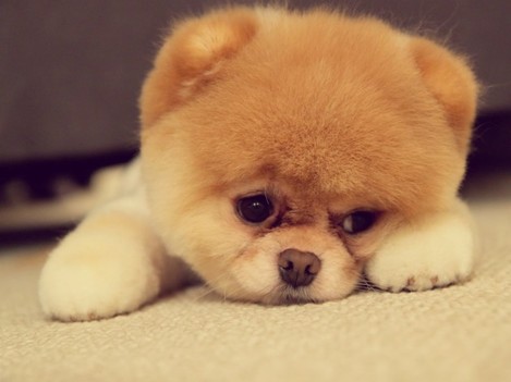 Sad-Puppy-Face