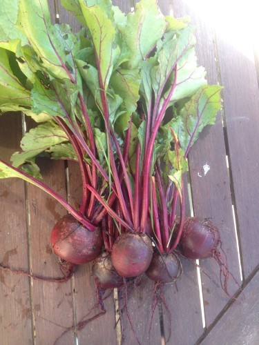 beetroot - just picked