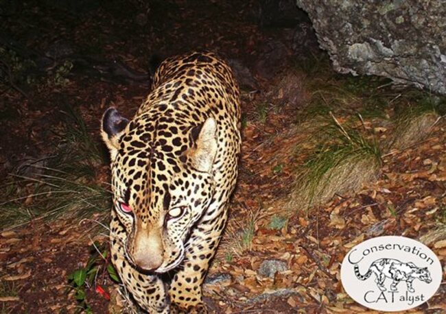 Jaguar, El Jefe