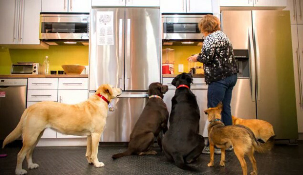 kurgo-dogs-at-the-fridge