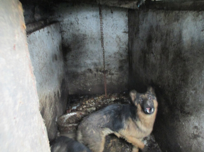 13 dogs rescued from horrifying conditions in Cork