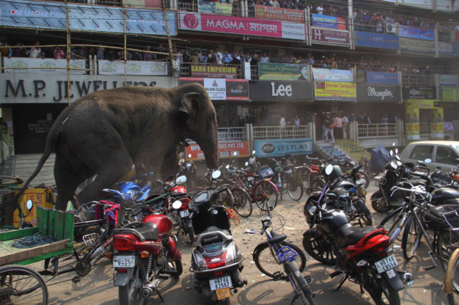 India Rampaging Elephant