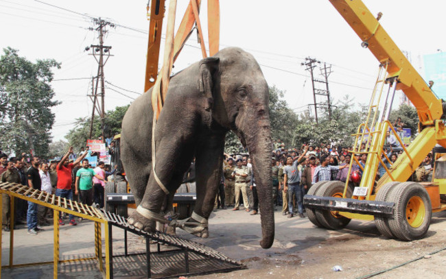 India Rampaging Elephant